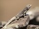 Merrem's Madagascar Swift (Oplurus cyclurus)