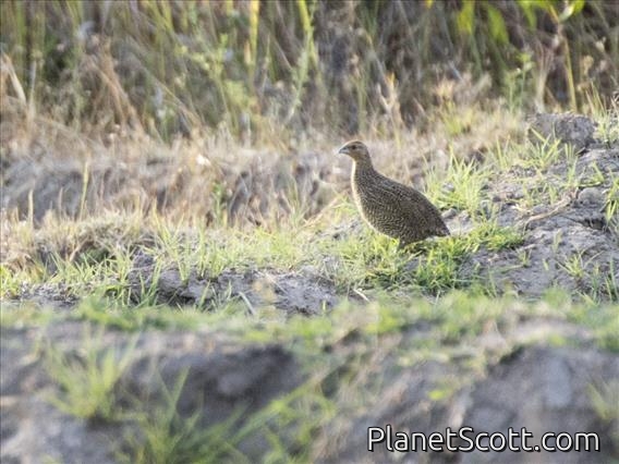 Madagascar Partridge (Margaroperdix madagarensis) - Female