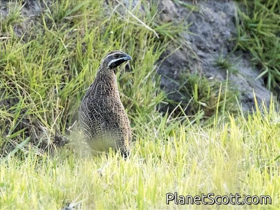 Madagascar Partridge (Margaroperdix madagarensis) - Male