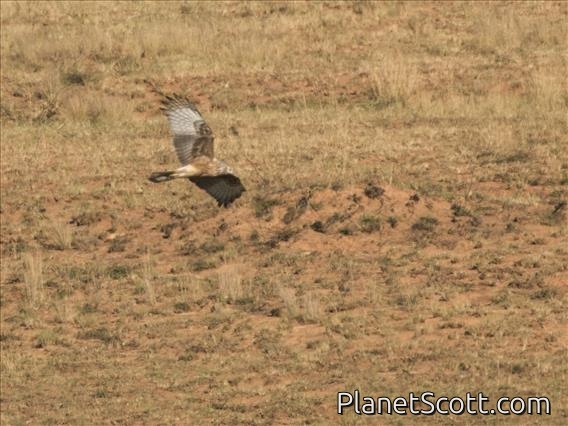 Madagascar Harrier (Circus macrosceles) - Female