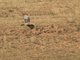 Madagascar Harrier (Circus macrosceles) - Female