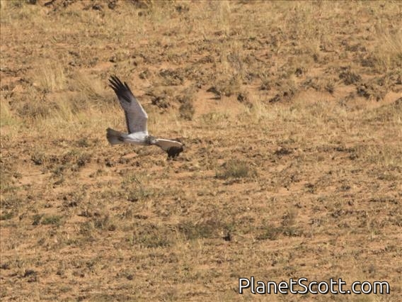 Madagascar Harrier (Circus macrosceles) - Male