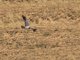 Madagascar Harrier (Circus macrosceles) - Male