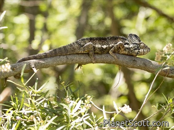 Oustalet's Chameleon (Furcifer oustaleti)