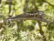Oustalet's Chameleon (Furcifer oustaleti)