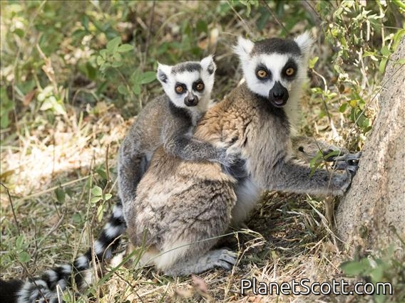 Ring-tailed Lemur (Lemur catta)