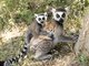 Ring-tailed Lemur (Lemur catta)