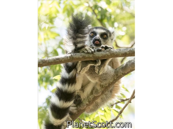 Ring-tailed Lemur (Lemur catta)
