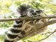 Ring-tailed Lemur (Lemur catta)