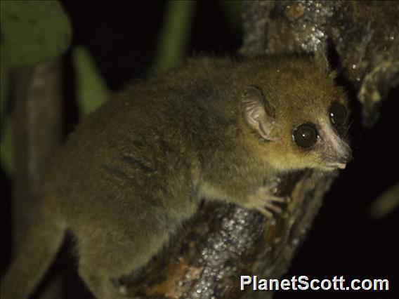 Brown Mouse Lemur (Microcebus rufus)