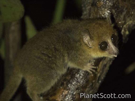 Brown Mouse Lemur (Microcebus rufus)