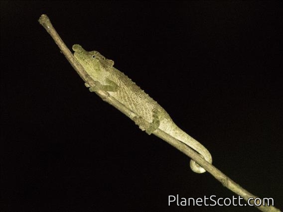 Deceptive Chameleon (Calumma fallax)