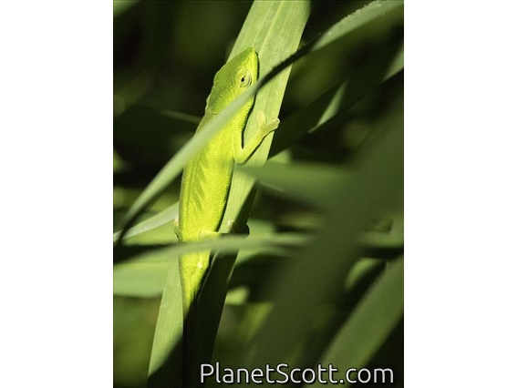 Glaw's Chameleon (Calumma glawi)