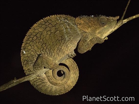 Cryptic Chameleon (Calumma Cyrpticum)