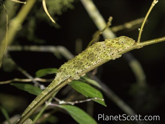 Cryptic Chameleon (Calumma Cyrpticum)