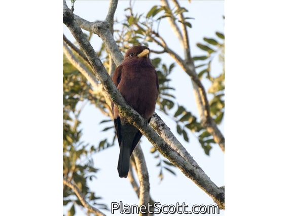 Broad-billed Roller (Eurystomus glaucurus)