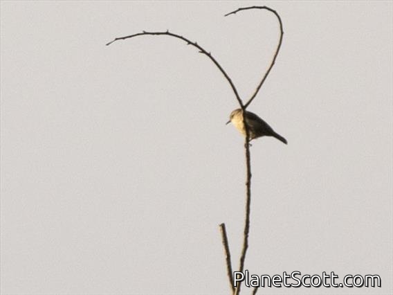 Rand's Warbler (Randia pseudozosterops)