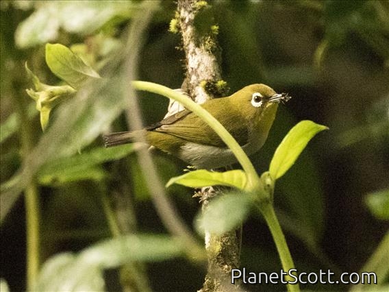 Madagascar White-eye (Zosterops maderaspatanus)