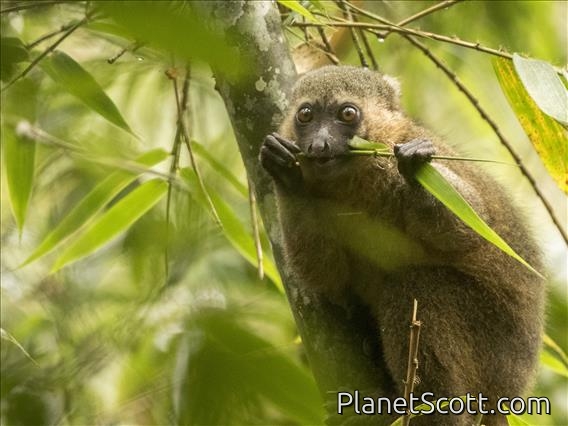 Golden Bamboo Lemur (Hapalemur aureus)