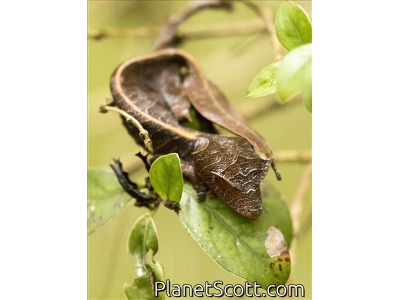 Satanic Leaf-tailed Gecko (Uroplatus phantasticus)