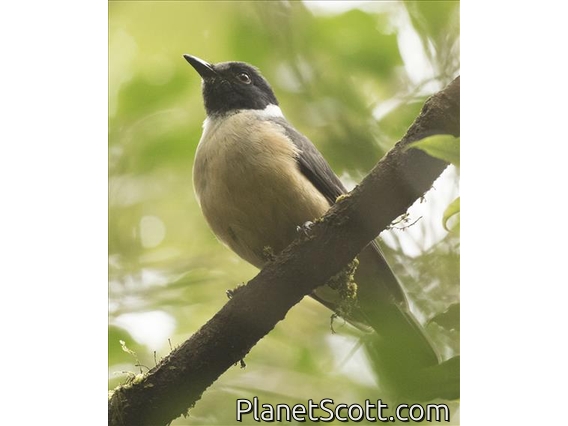 Tylas Vanga (Tylas eduardi)