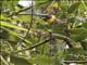 Nelicourvi Weaver (Ploceus nelicourvi)