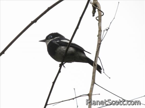Ward's Flycatcher (Pseudobias wardi)