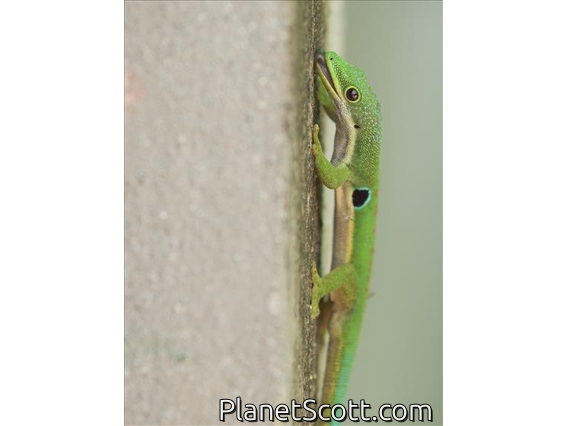 Peacock Day Gecko (Phelsuma quadriocellata)
