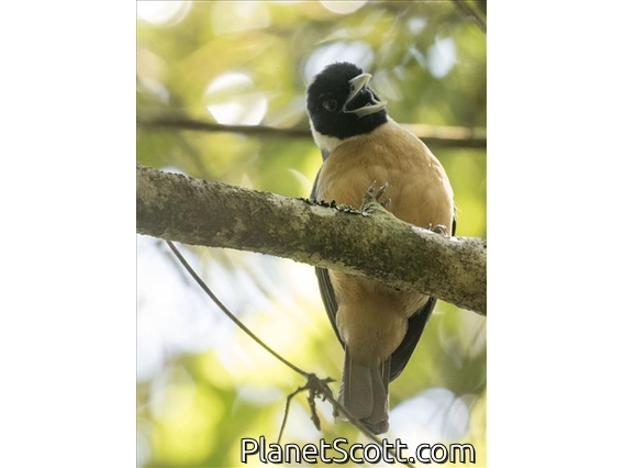 Pollen's Vanga (Xenopirostris polleni) - Male