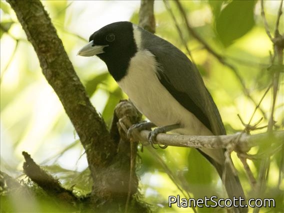 Pollen's Vanga (Xenopirostris polleni) - Female