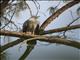 Madagascar Harrier-Hawk (Polyboroides radiatus)