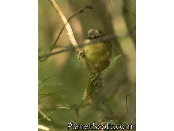 Wedge-tailed Jery (Hartertula flavoviridis)