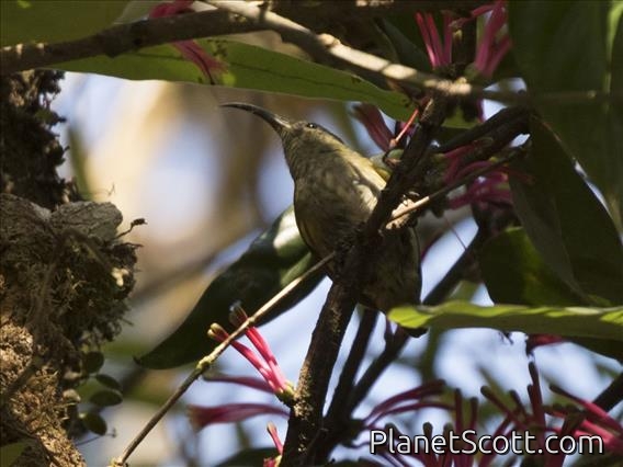 Sunbird Asity (Neodrepanis coruscans)
