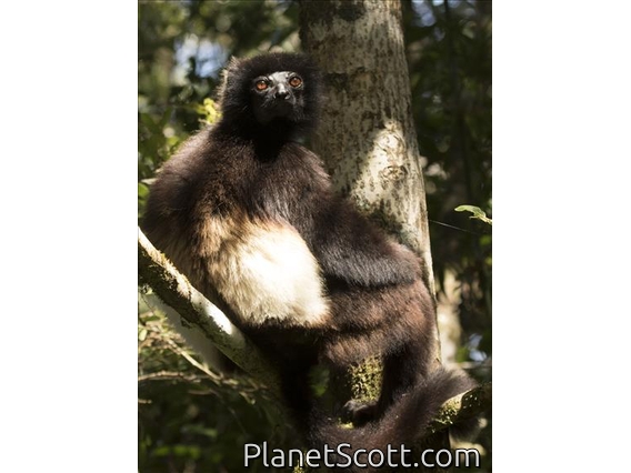 Milne-Edwards Sifaka (Propithecus edwardsi) - Male
