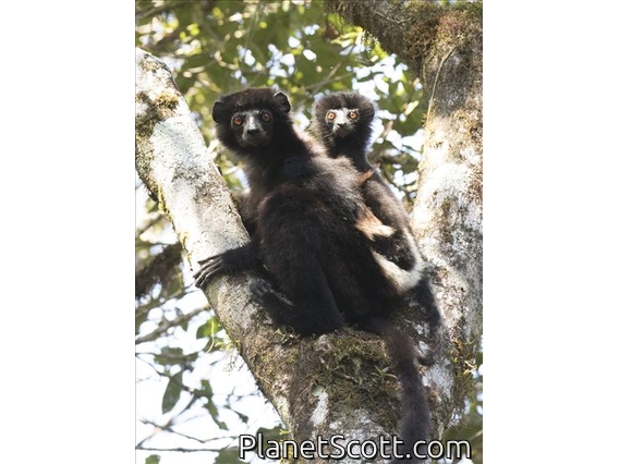 Milne-Edwards Sifaka (Propithecus edwardsi) - Female with Baby