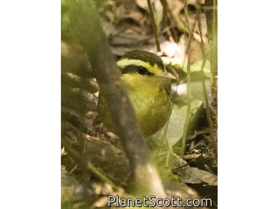Yellow-browed Oxylabes (Crossleyia xanthophrys)