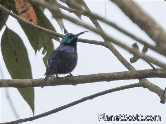 Malagasy Sunbird (Cinnyris notatus)