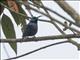 Madagascar Sunbird (Cinnyris notatus)
