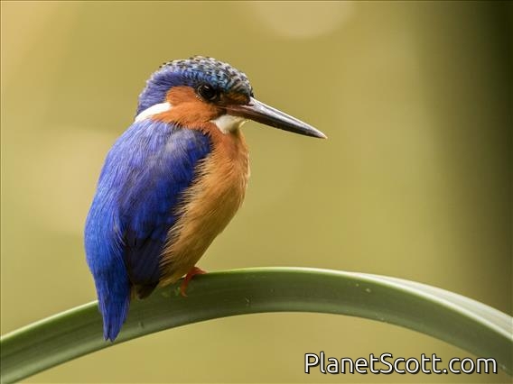 Malagasy Kingfisher (Corythornis vintsioides)
