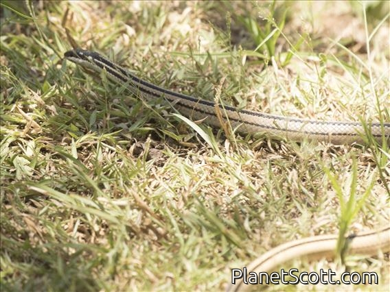 Four-striped Snake (Dromicodryas quadrilineatus)