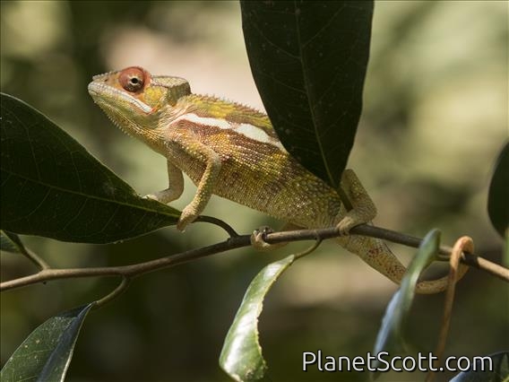 Panther Chameleon (Furcifer pardalis)