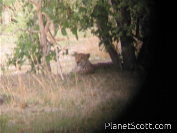 Cheetah (Acinonyx jubatus)