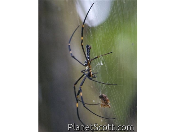 Giant Golden Orb-weaving Spider (Nephila pilipes)