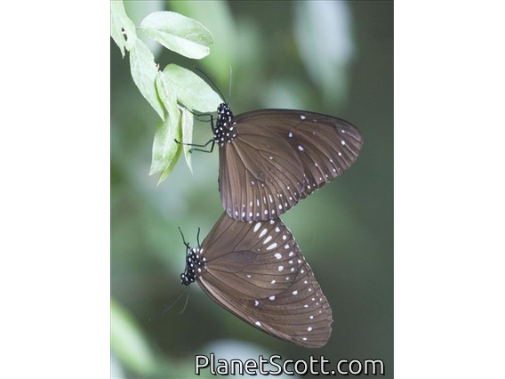 Blue-spotted Crow Butterfly (Euploea midamus)