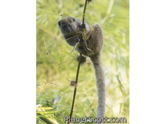 Western Lesser Bamboo Lemur (Hapalemur occidentalis)