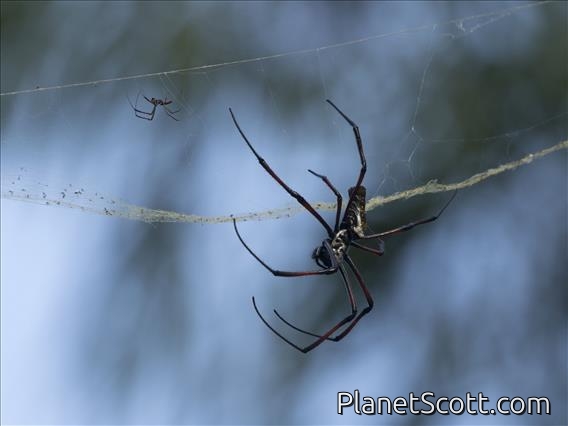 Madagascar Orb Weaver Spider (Nephila inaurata)