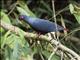 Madagascar Blue-Pigeon (Alectroenas madagascariensis)
