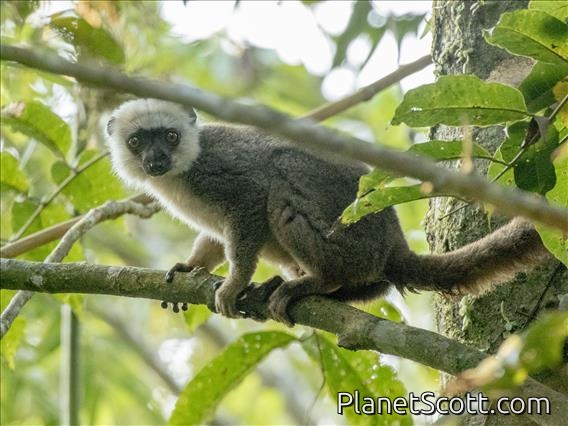 White-fronted Brown Lemur (Eulemur albifrons)