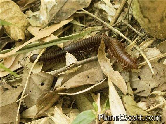 Giant Millipede (Sechelleptus sp)
