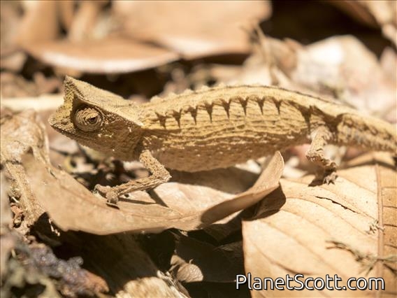 Marojejy Leaf Chameleon (Brookesia griveaudi)